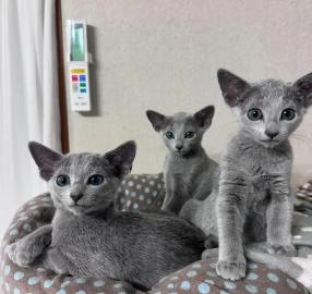 Russisch Blau K�tzchen