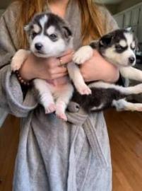 Wundersch�ne Sibirian Husky welpen