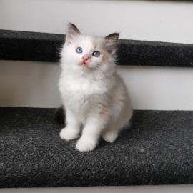 Baby kitten mit papieren