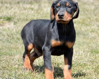 Sch�ne Dobermann Welpen