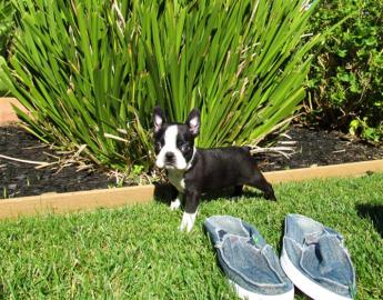 Boston Terrier Welpen aus Hobbyzucht/Woh