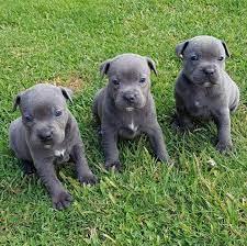 11 Wochen alte registrierte Amstaff-Welp