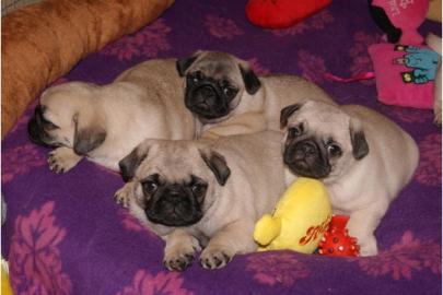 wundersch�ne Mops welpen