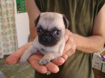 wundersch�ne Mops welpen