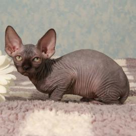 Baby kitten mit papieren
