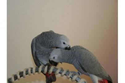 2 Graupapageie