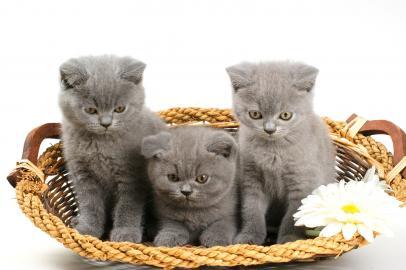 Unsere kleinen BKH Kitten suchen ein neu