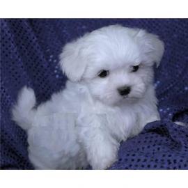 Startseite Raised Malteser Welpen zur Ve