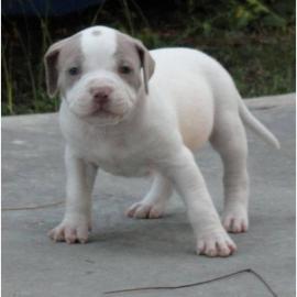 American Pit Bull Terrier