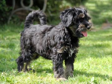Tibetan Terrier