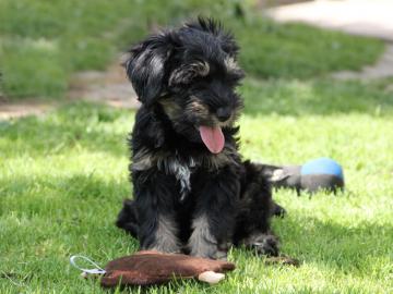 Tibetan Terrier