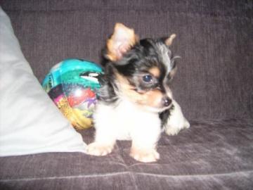 Yorkshire Terrier Welpen Kuschel-B�r