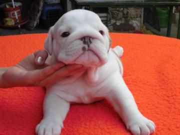 Wundersch�ne Englische Bulldoggen Welpen