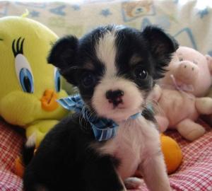 Bildsch�ne kleine Mini Mini Chihuahua We