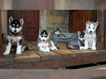 Reinrassige Siberian Husky Welpen