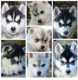 Niedlich Pomsky Welpen zur Verf�gung