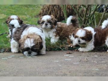 Gut aussehende Shih Tzu Welpen