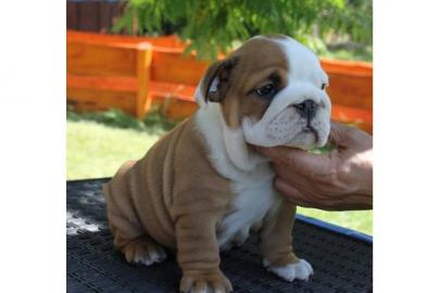 S��e English Bulldog Welpen mit Ahnentaf