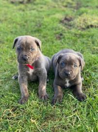 Cane Corso Welpen bereit zu gehen