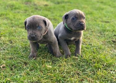 Cane Corso Welpen bereit zu gehen