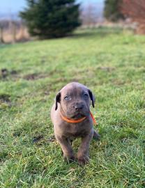 Cane Corso Welpen bereit zu gehen