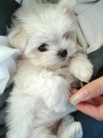 Gesunde Malteser Welpen (+393509706299)