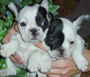S��e Franz�sische Bulldogge Welpen