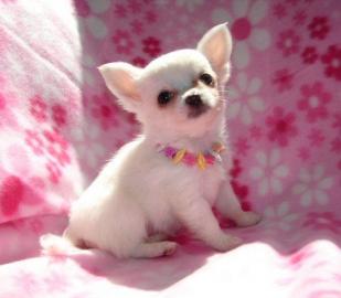 Typvolle Chihuahua Welpen Babys