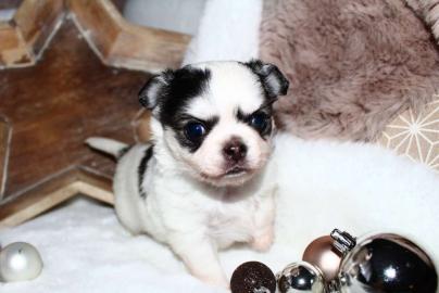 zwei s��e Chihuahua Welpen suchen ein Zu