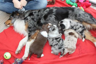 Australian Shepherd Welpen abzugeben. 