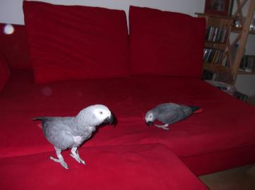 2 Graupapageien + K�fig + Zubeh�r
