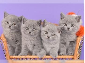 5 Weibliche Babykatzen