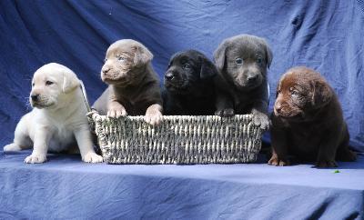 3 Labrador Welpen
