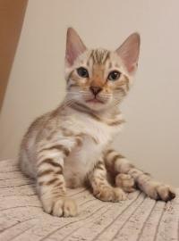 kitten mit papieren. . . . . . . 