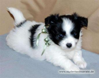 chihuahua welpen