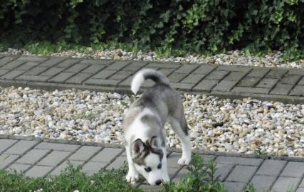 Huskywelpen