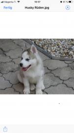 Huskywelpen