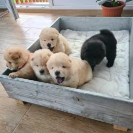 Chow Chow Welpen