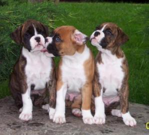 ausgefallen sch�ne Boxer-Welpen