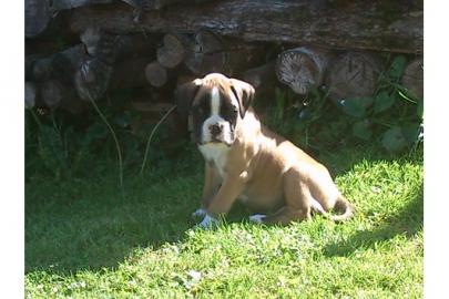 ausgefallen sch�ne Boxer-Welpen