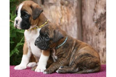ausgefallen sch�ne Boxer-Welpen