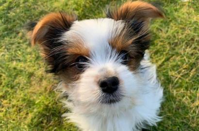Dreifarbige Yorkshire-Terrier-Welpen sin
