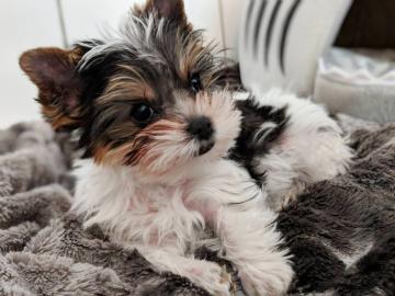 Dreifarbige Yorkshire-Terrier-Welpen sin