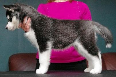 ##Sch�ne blauen Augen Siberian Husky Wel