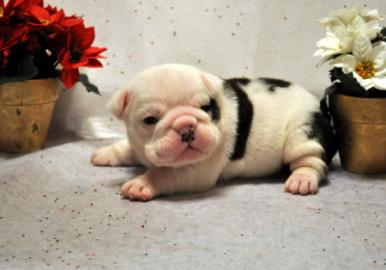Englisch Bulldogge Welpen mit einer anm