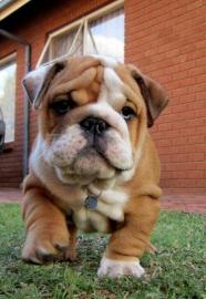 Gesunde englische Bulldoggenwelpen verf�