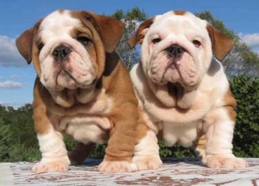 Gesunde englische Bulldoggenwelpen verf�
