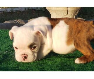 Wundersch?ne Englische Bulldogge Welpen