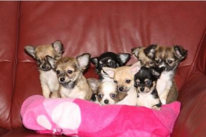 Zuckers�sse Chihuahua Welpen 200 euros