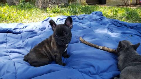 Franz�sische Bulldog Welpen